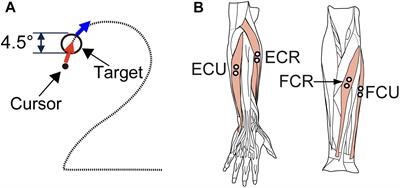 Contribution of the Cerebellum to Predictive Motor Control and Its Evaluation in Ataxic Patients